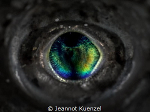 Like a precious gem, the eye of the Lizard Fish glows in ... by Jeannot Kuenzel 